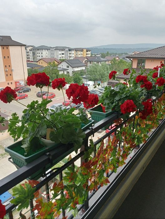 Apartament vînzare