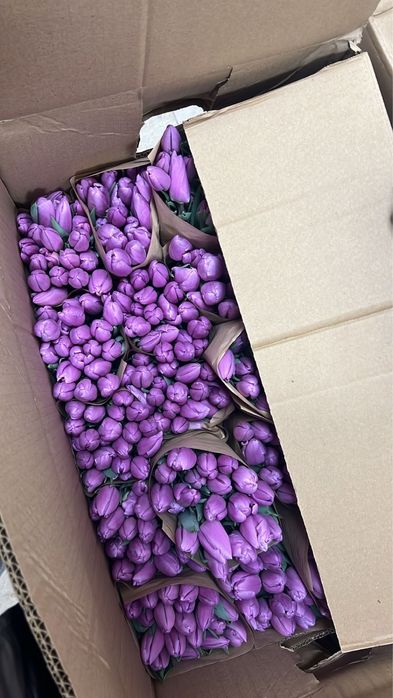 Тюльпаны оптом Астана