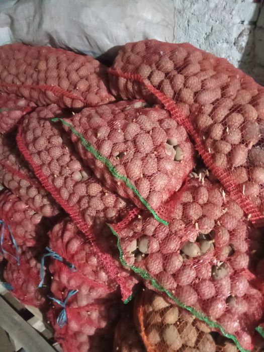 Cartofi de sămânță