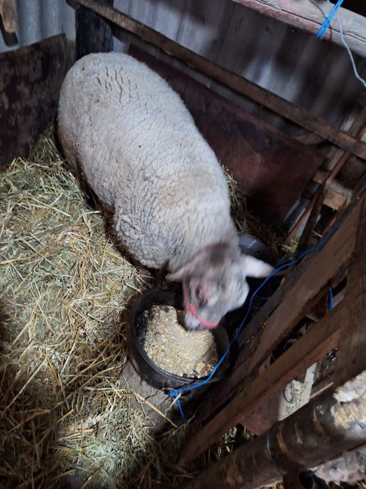 Vand berbec metis suffolk cu texel.