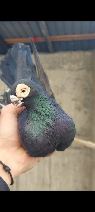 Голуби           .