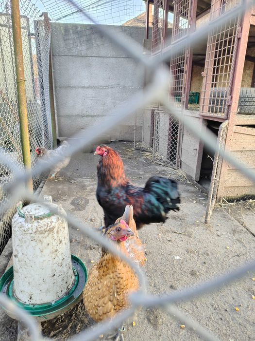 Ouă pentru incubat de Ameraucana