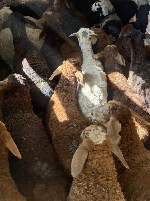 Баран  Бараны  Баранов  барашка  Алматы