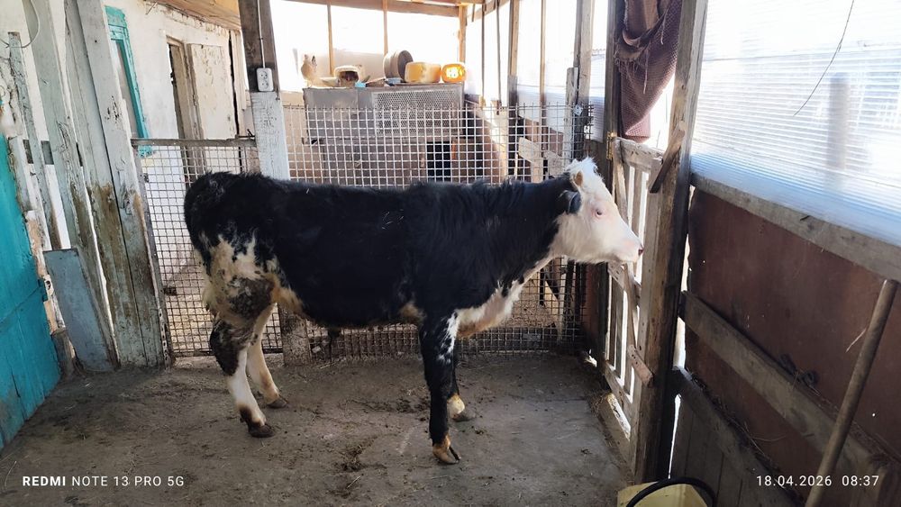 Продам бычка один год
