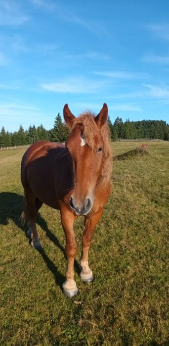 Armasar 4 ani și mânza 3 ani de vanzare sau schimb cu mașină