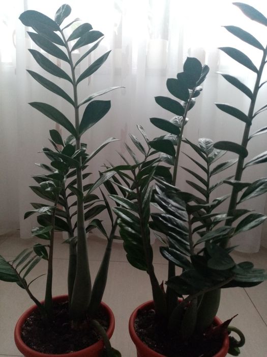 Vând flori superbe Zamioculcas
