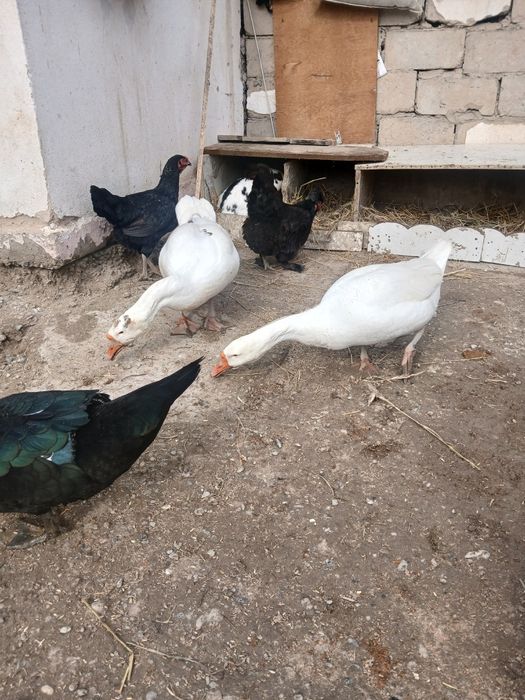 Bir jup g'ozlar sotiladi sog'lom narxi 650 ming jupi