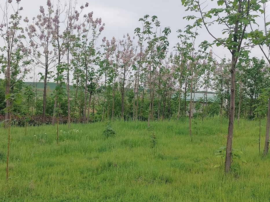 Дуслик дача жума базар ориентир 6 сотик кадастр есть