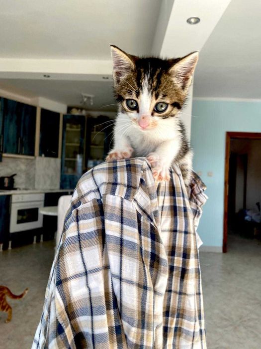 Котенца в добри ръцета! БЕЗПЛАТНО!!!