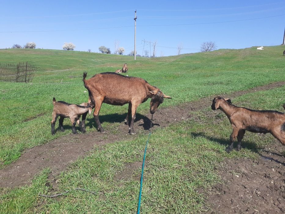 Capre gestante de vânzare