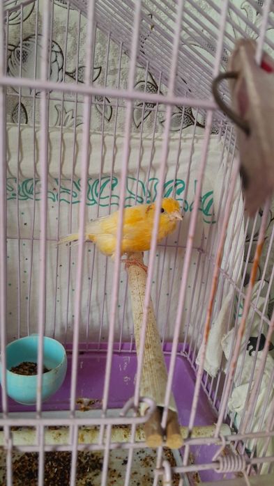 Продам самку кенора