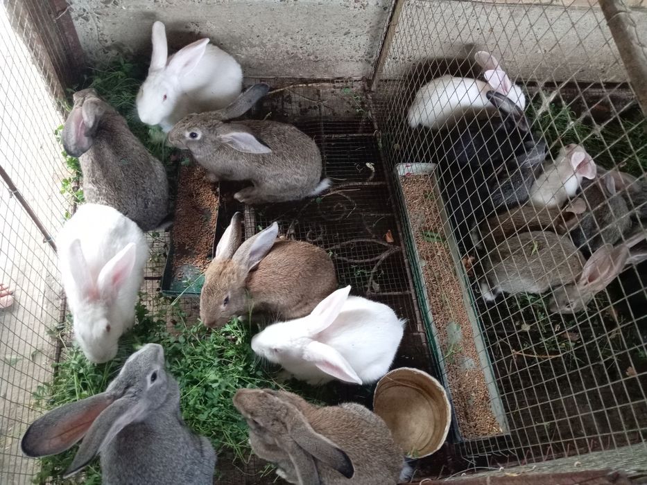 Quyonla sotiladi 50 mingdan 400 yuz mingacha