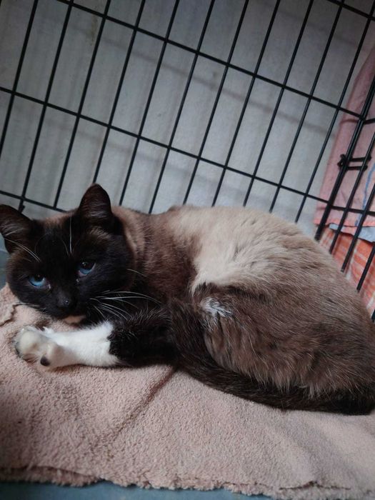 Сиамская красавица кошка ищет дом