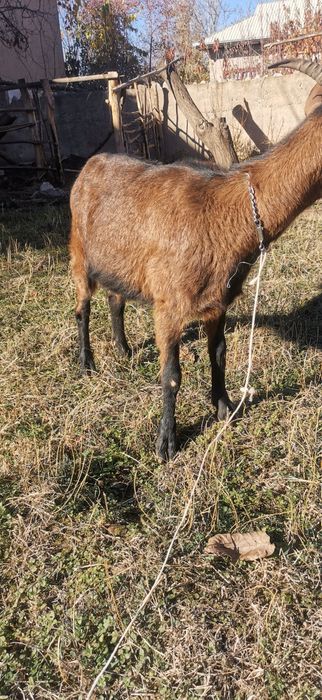 Чех Алпин сотилади Апарат 2та боласини курсатди