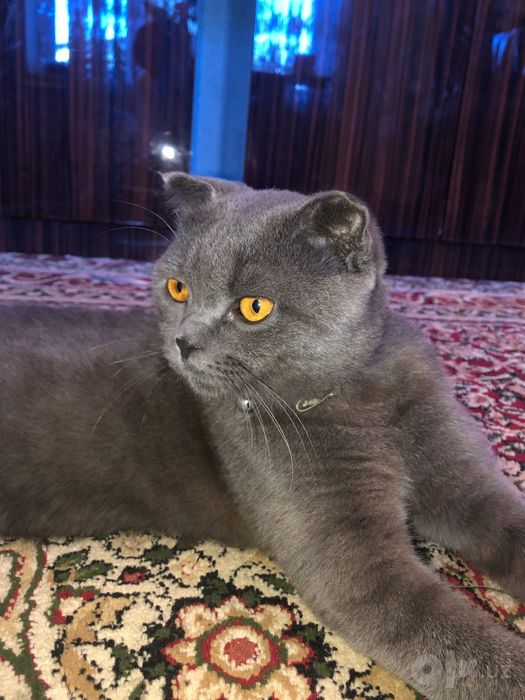 Scottish Fold mushuklari sotiladi!