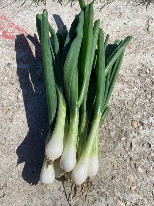 Vând ceapa verde la banda sau la kg necuratata.