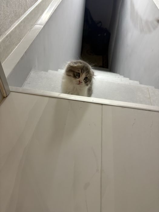 Scotish fold arzonga