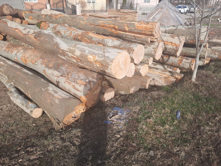 Lemne de foc fag bustean 500 metru cub