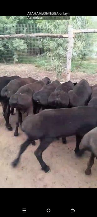 Qoʻzi  Qoʻchqorla  zoʻrlari bizda