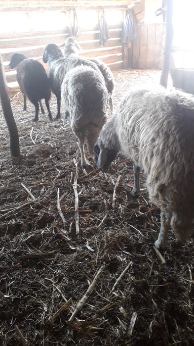 Vand oi karakul tinere