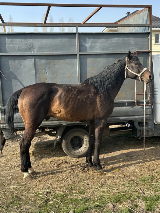 Айгыр жеребец лошадь конь