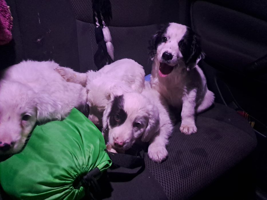 Щенки спаниеля очень красивые