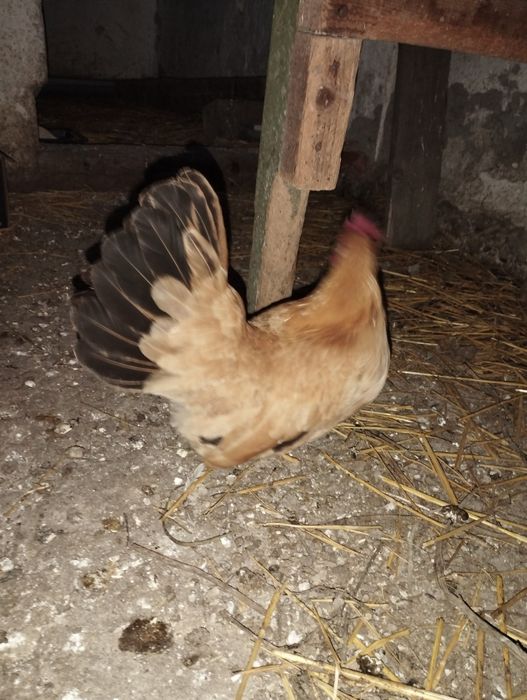 Găină Chabo Tineret