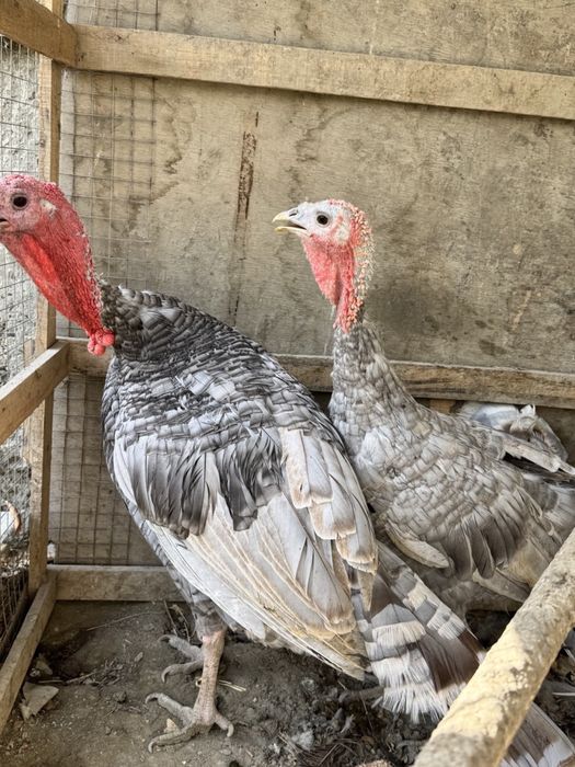 Zotdor kurka bir juft