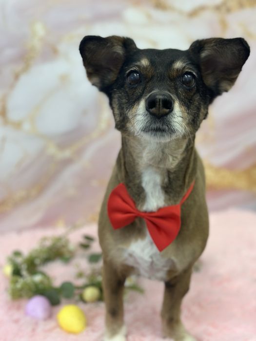 Grooming caini Drumul Taberei - Ingrijire profesionala