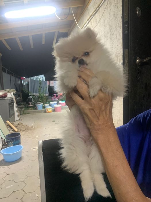 Продам щенка шпица