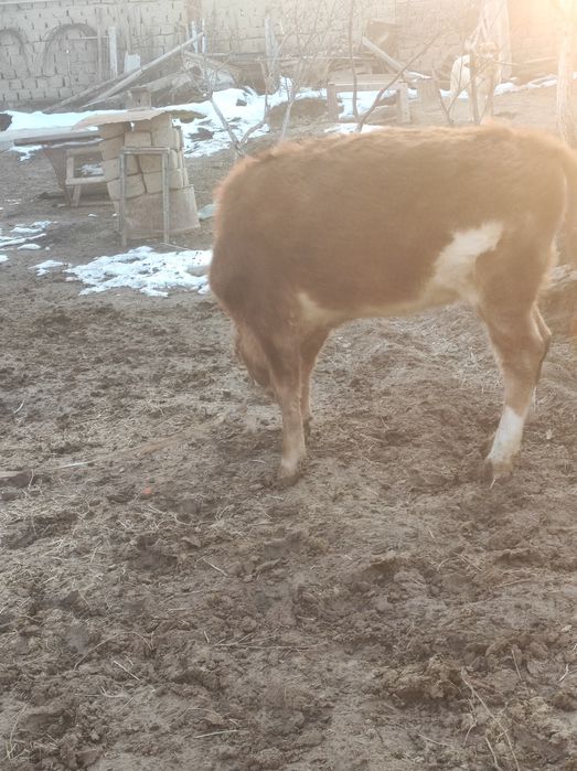 Бұзау сатылады кашар