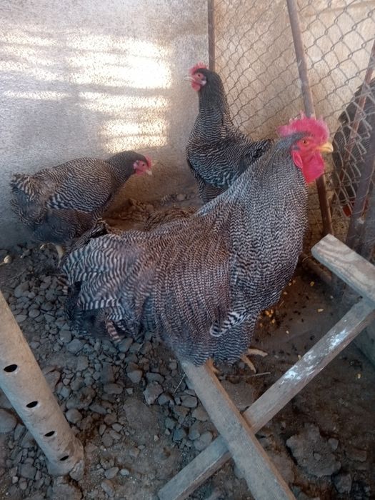 Vând ouă pentru incubat