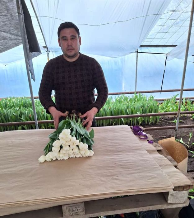 Тюльпаны оптом и в розницу.Тюльпаны Голлондские оптом