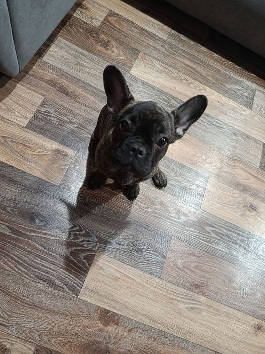 Французский бульдог мальчик