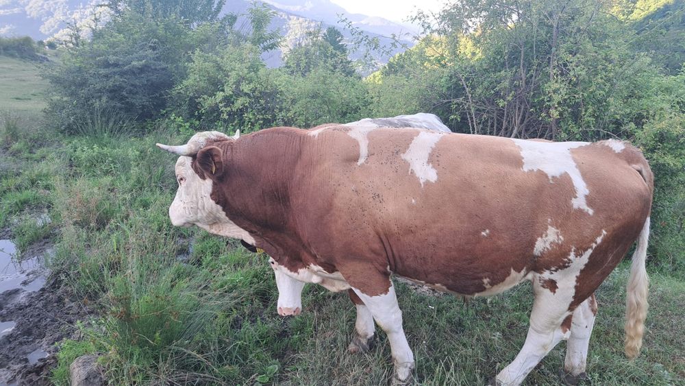 Taur balțata Romaneasca de 2 ani