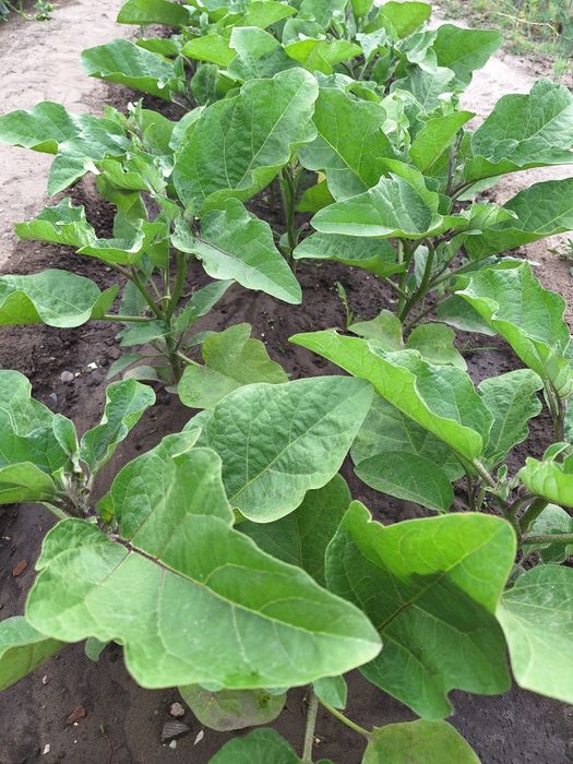 Продам дачу на Бобровке