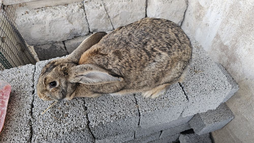 Она бола куёнла сотилади