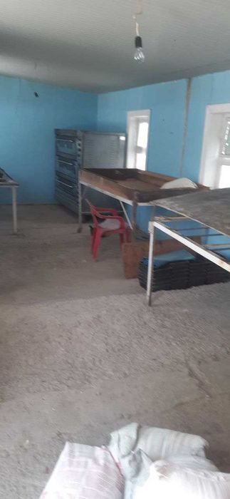 Qolibli non pechkasi