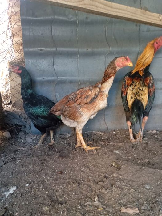 Дакан тауық ннннннн