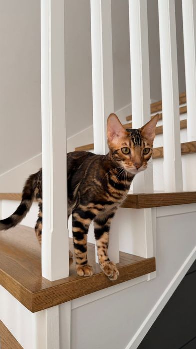 Элитные бенгалы для вас