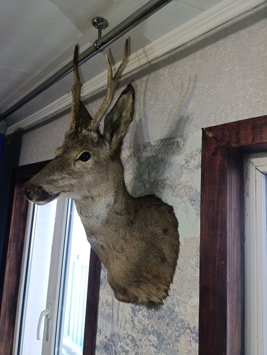 Продам макет животного