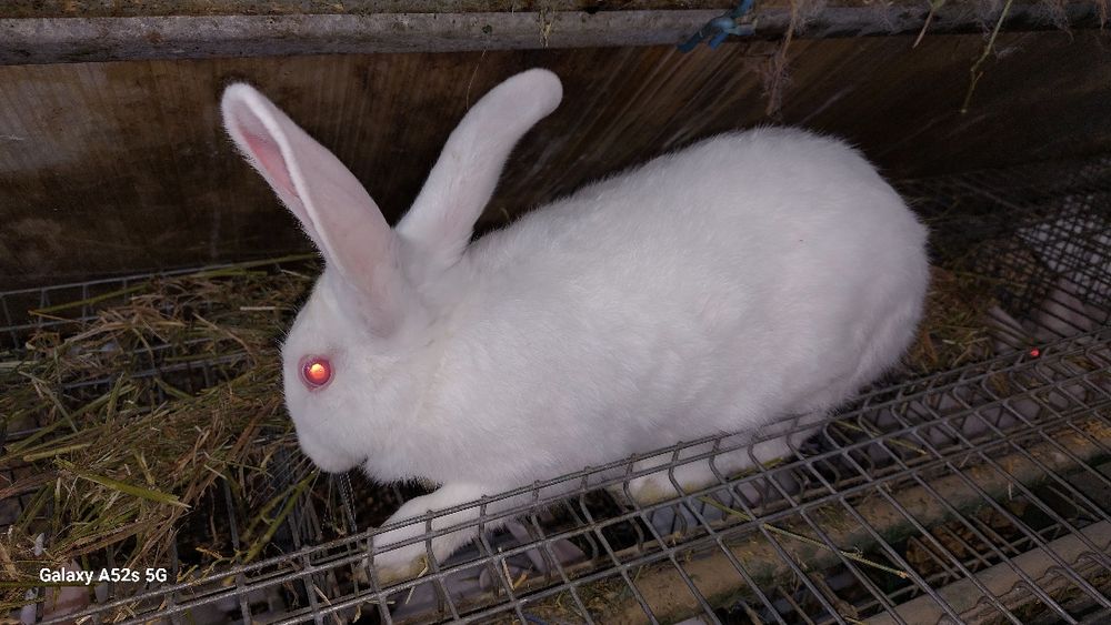 Vînd iepuri hycoli francez începând de la 2-6luni,