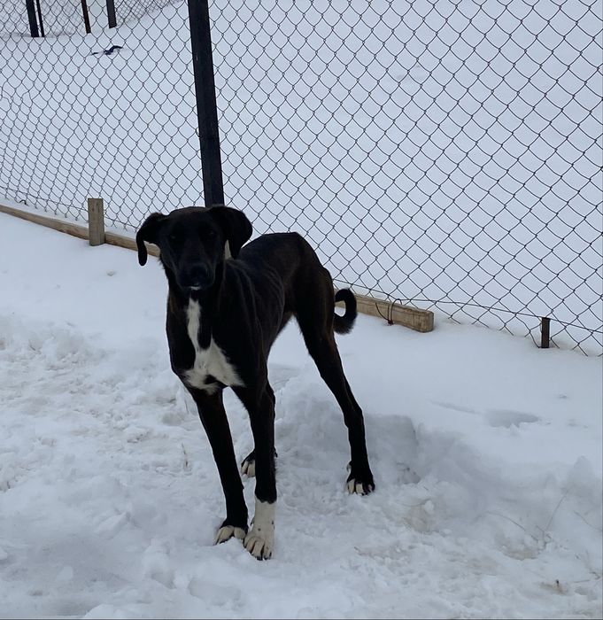 Жарғақ тазы сатам