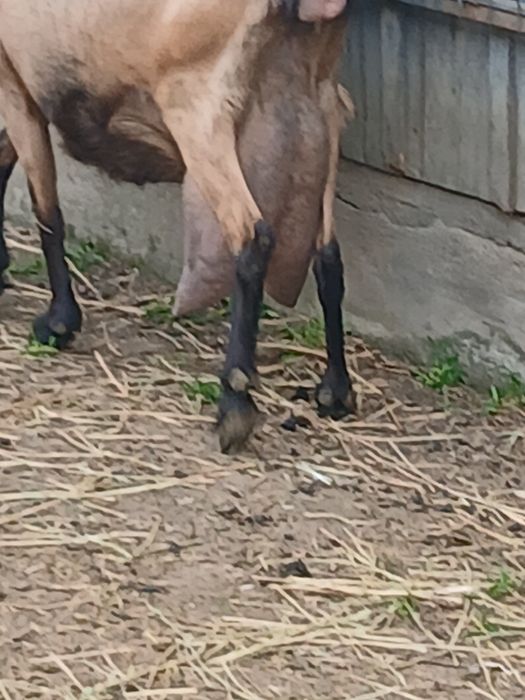 Capra Alpina Franceză