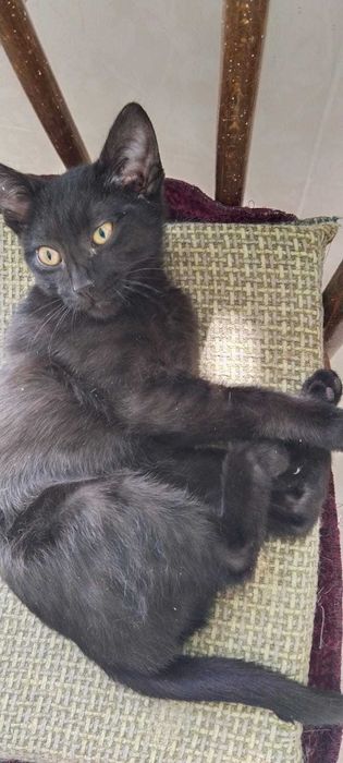 Котенок-девочка ищет добрых хозяев