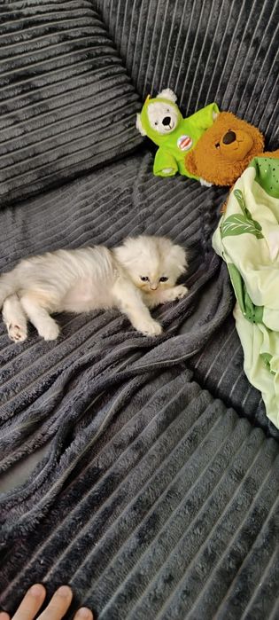 Вислоухий котёнок