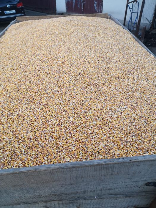 Porumb boabe de vânzare