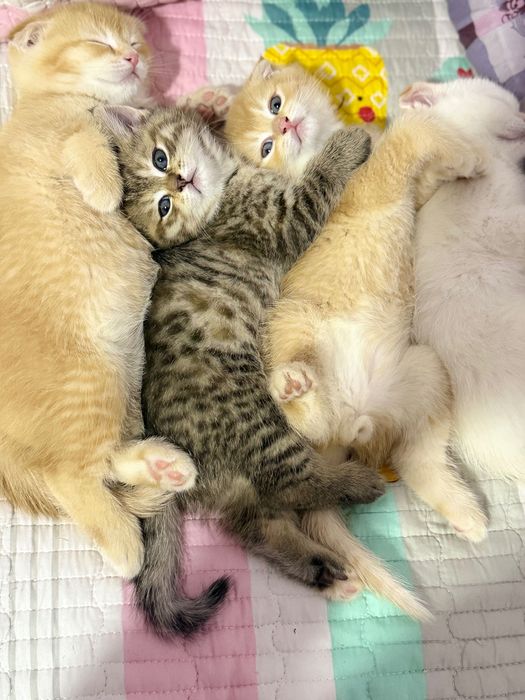 Zotli mushuk bolalari sotiladi. 2 oylik.