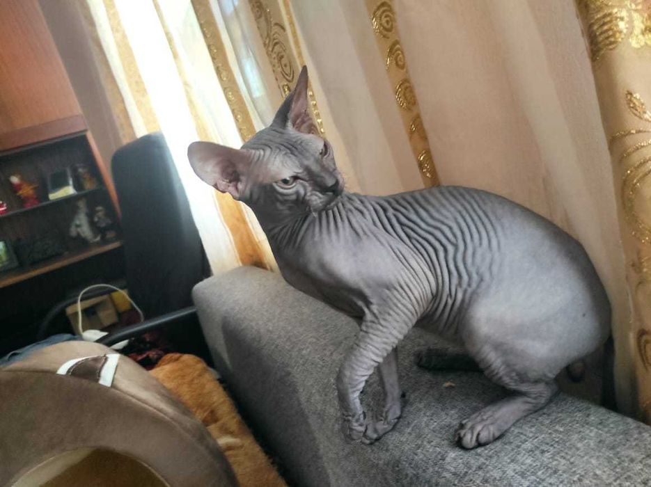 Вязка сфинкс котик донской