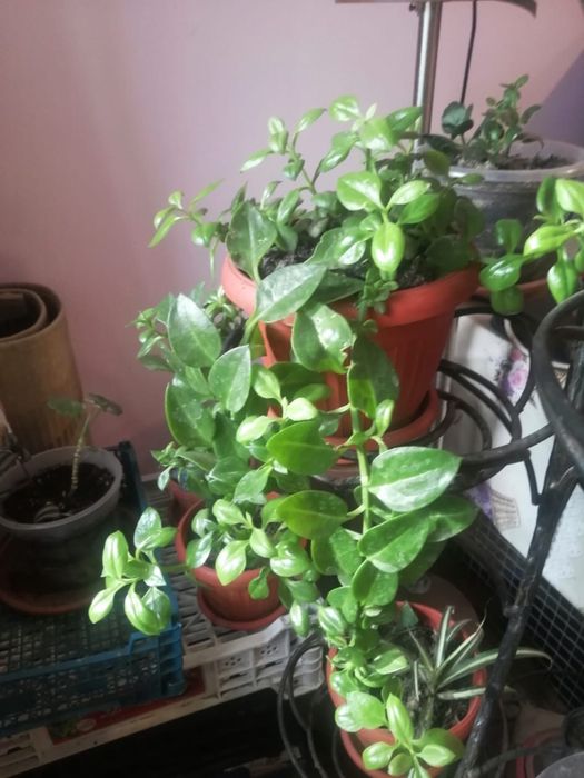 Продам комнатные цветы